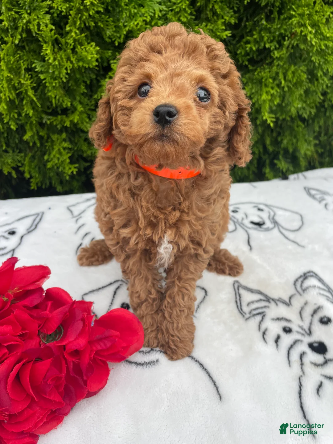 Toy Poodle dogs for sale: Ruby - Ad 3