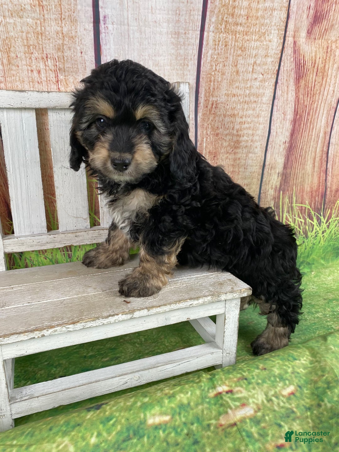 Cavapoo dogs for sale: Lily - Ad 9