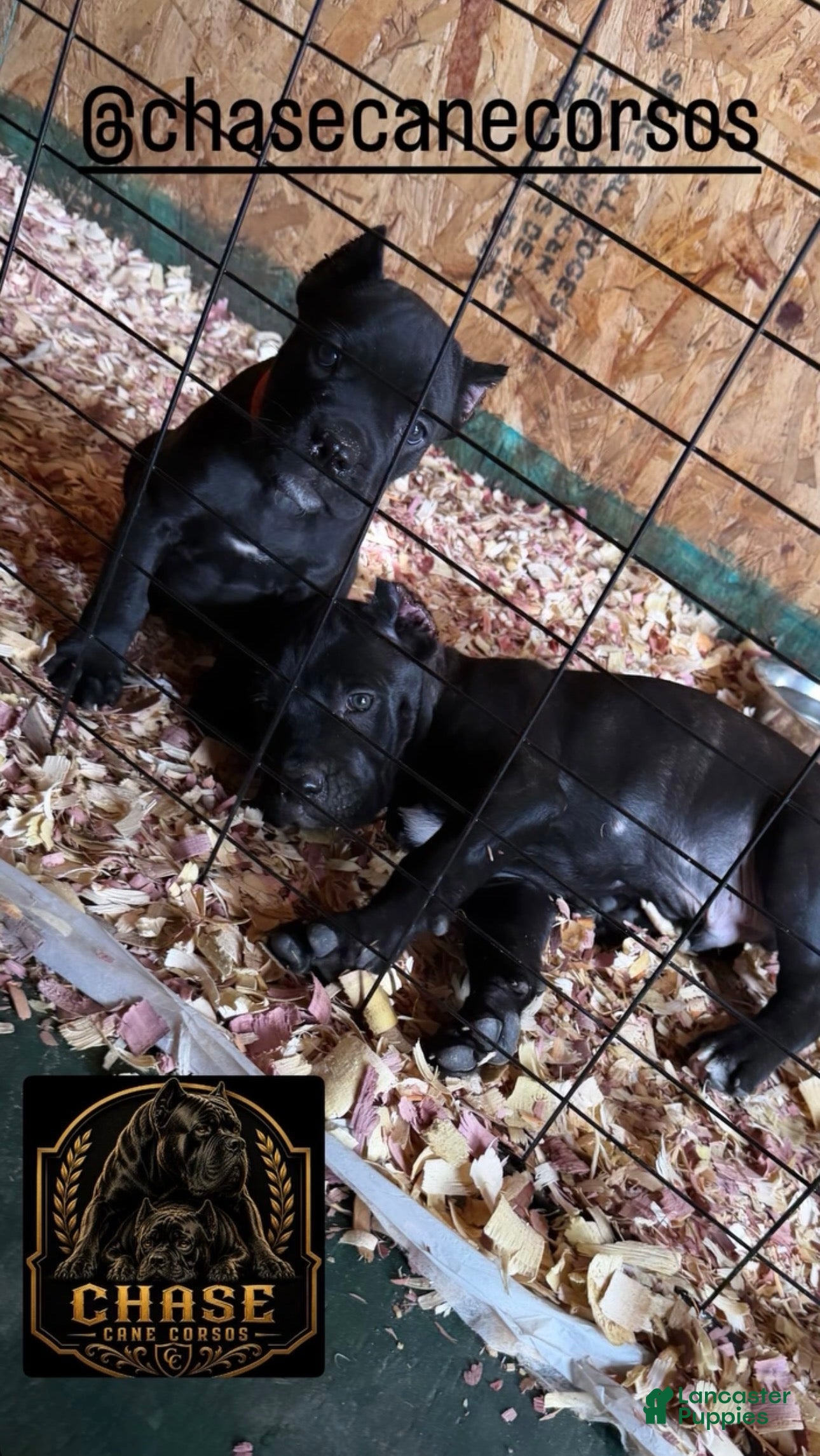Cane Corso dogs Corso Runt(Orange collar) - Ad 2