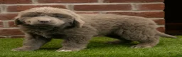 Newfoundland dogs for sale: Buster - Ad 1