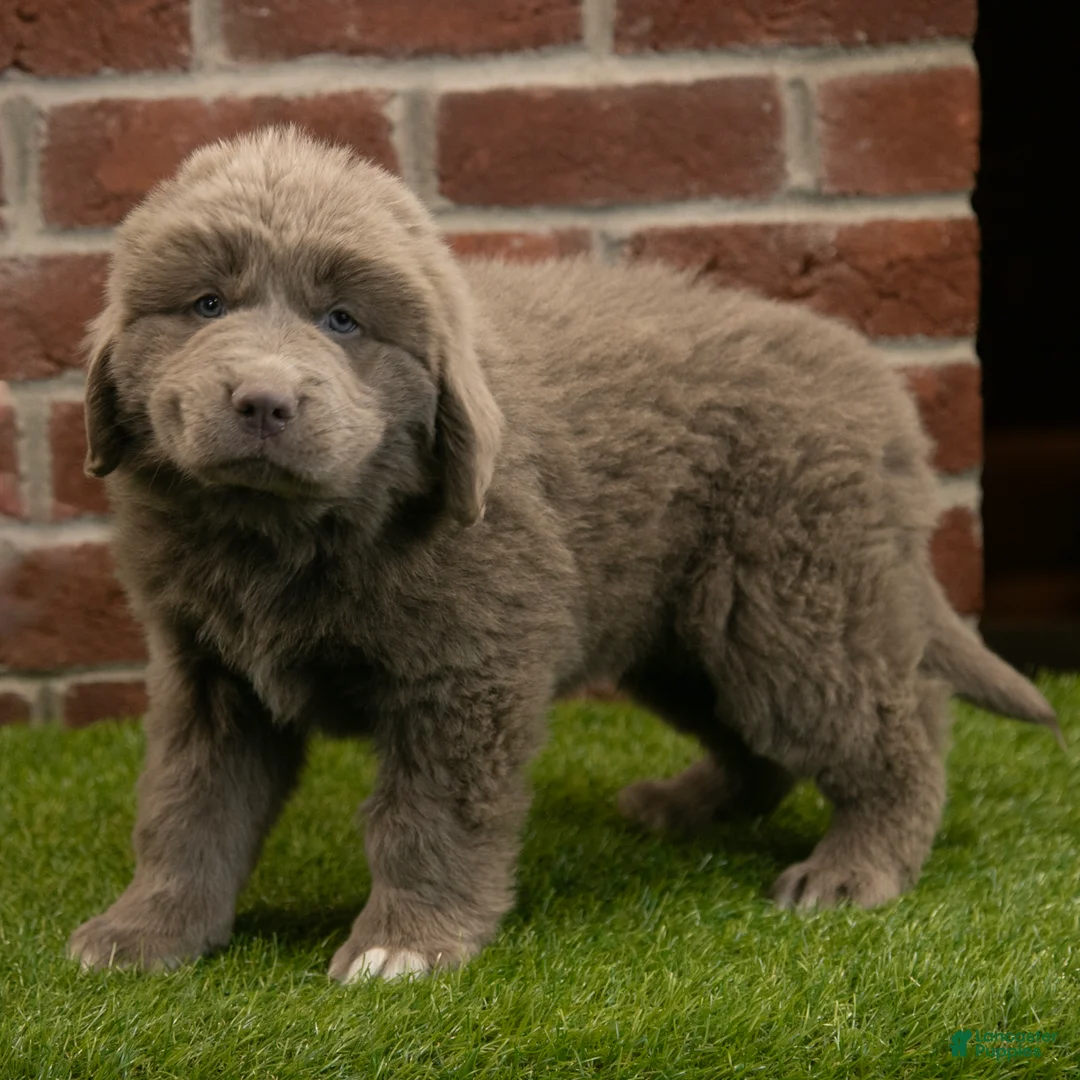Newfoundland dogs for sale: Buster - Ad 1