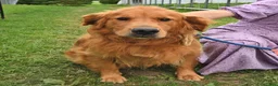 Golden Retriever dogs for sale: Willow  - Ad 5