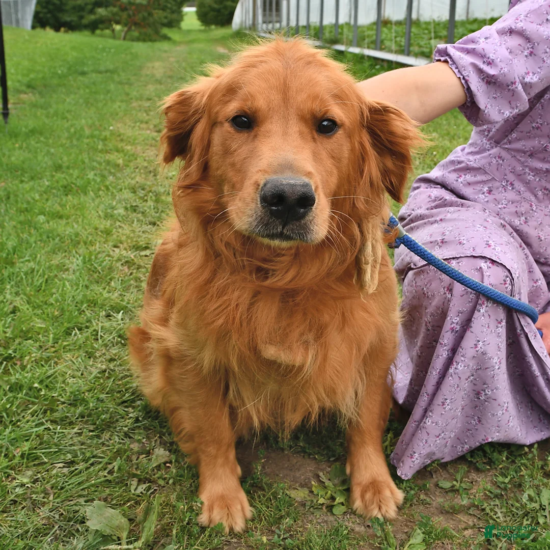 Golden Retriever dogs for sale: Willow  - Ad 5
