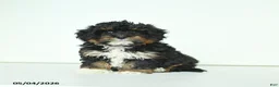 Havapoo dogs for sale: Harley - Ad 1
