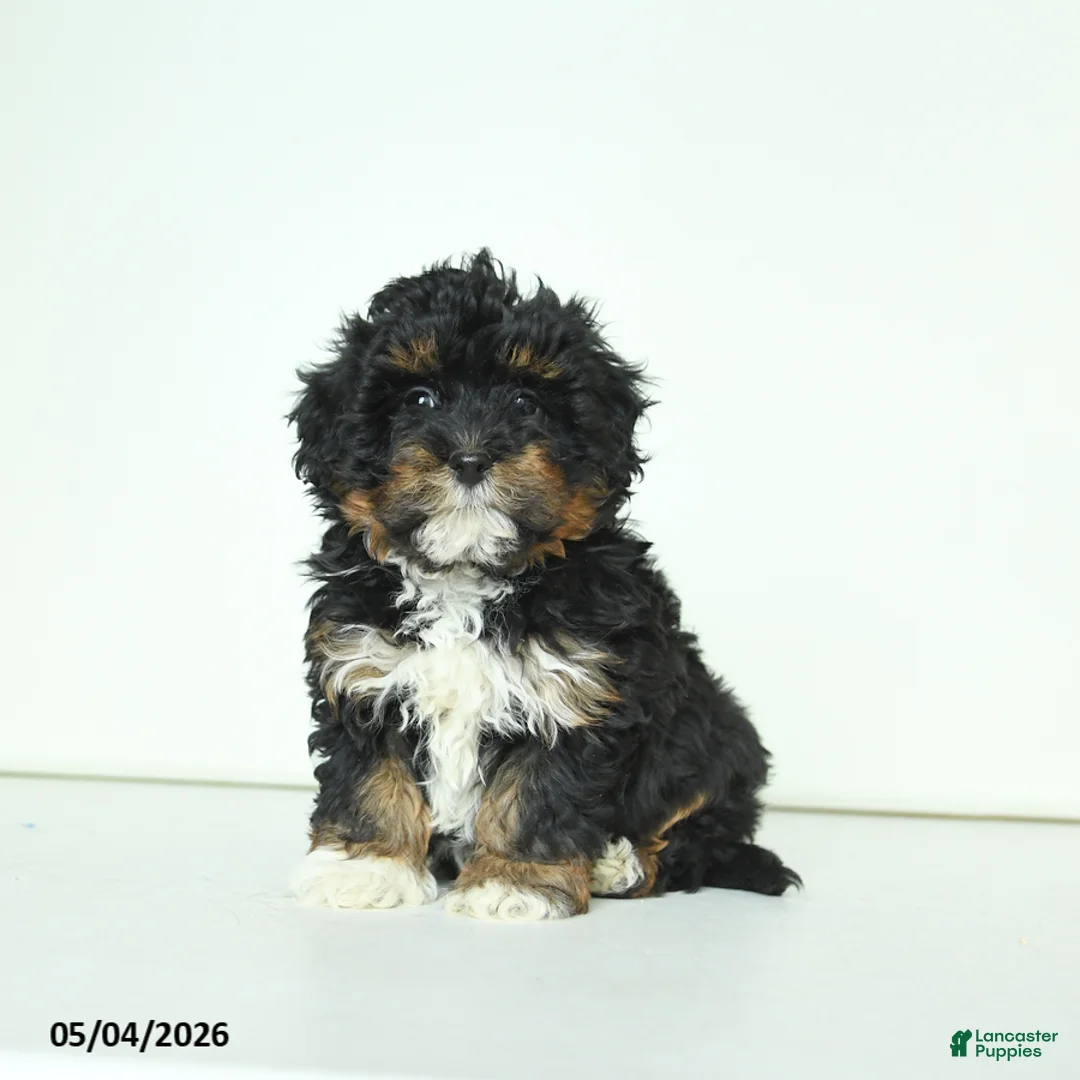 Havapoo dogs for sale: Harley - Ad 1