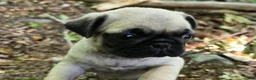 Pug dogs for sale: Chad - Ad 4