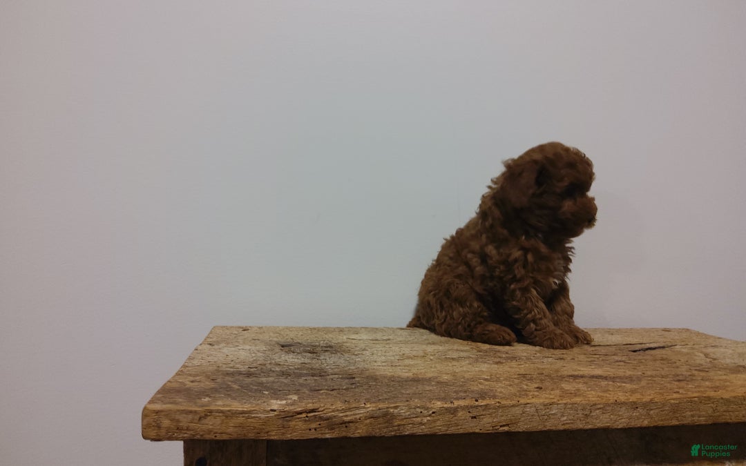 Miniature Poodle dogs for sale: Miniature Poodle Puppy 3 - Ad 2