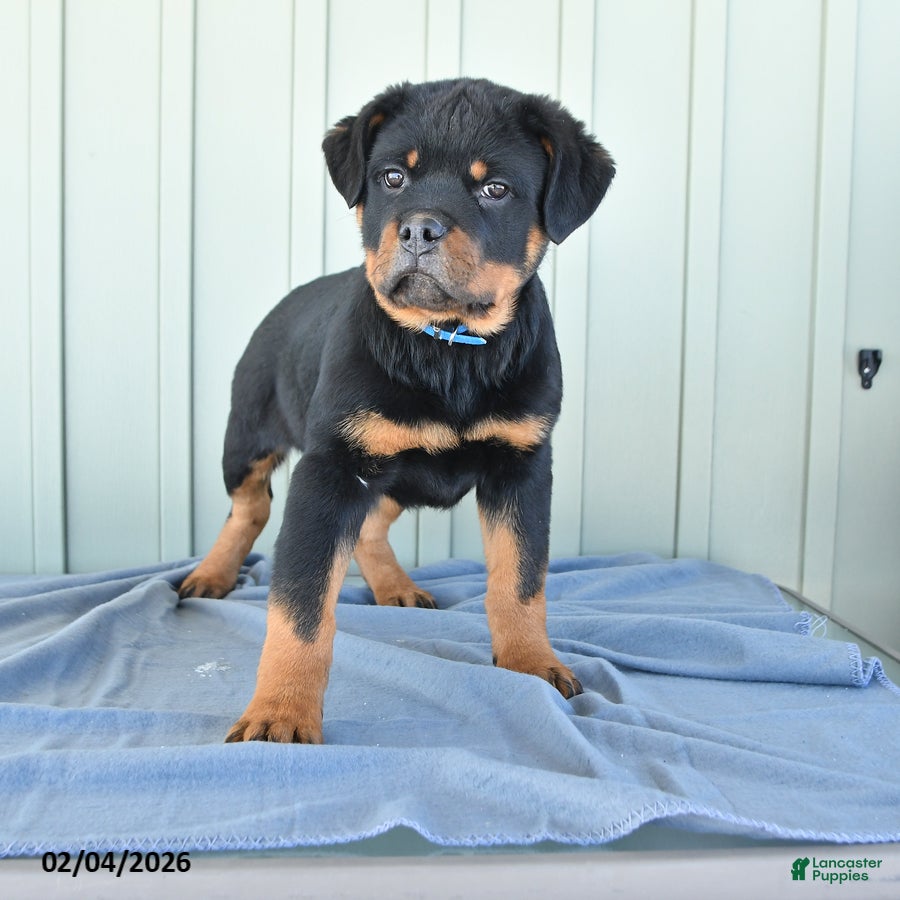 Rottweiler dogs Tank - Ad 12