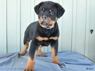 Rottweiler dogs Tank - Ad 12