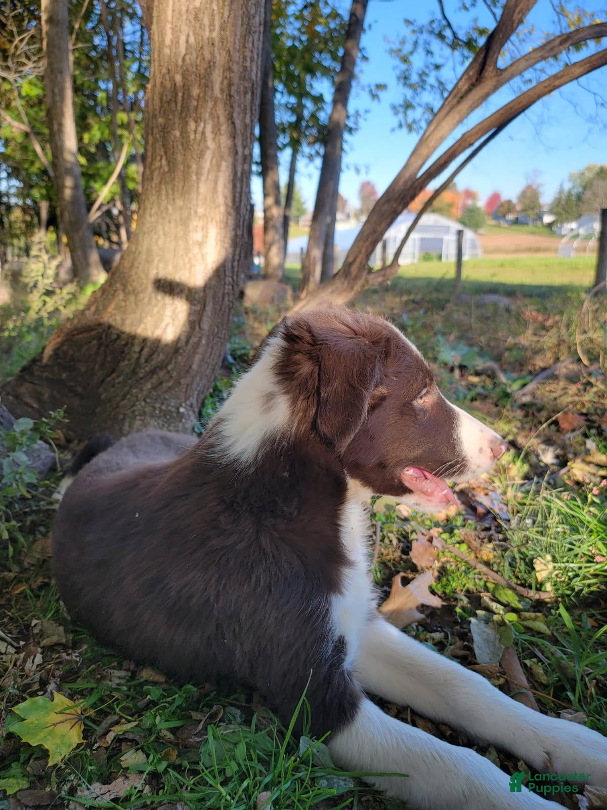 Border Collie dogs for sale: Neal - Ad 2