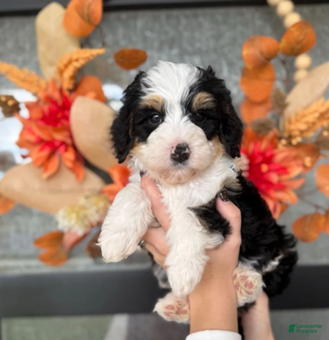 Bernedoodle dogs for sale: Vollie - Ad 2