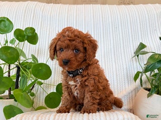 Cavapoo dogs Cavapoo Puppy 3 (Teddy) - Ad 24