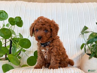 Cavapoo dogs Cavapoo Puppy 3 (Teddy) - Ad 17