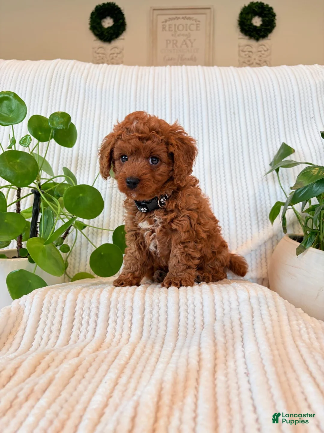 Cavapoo dogs for sale: Cavapoo Puppy 3 (Teddy) - Ad 1