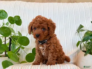 Cavapoo dogs Cavapoo Puppy 3 (Teddy) - Ad 32