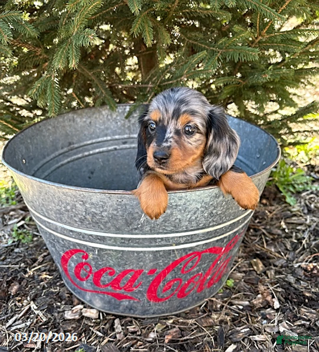 Dachshund dogs for sale: Velvet - Ad 2