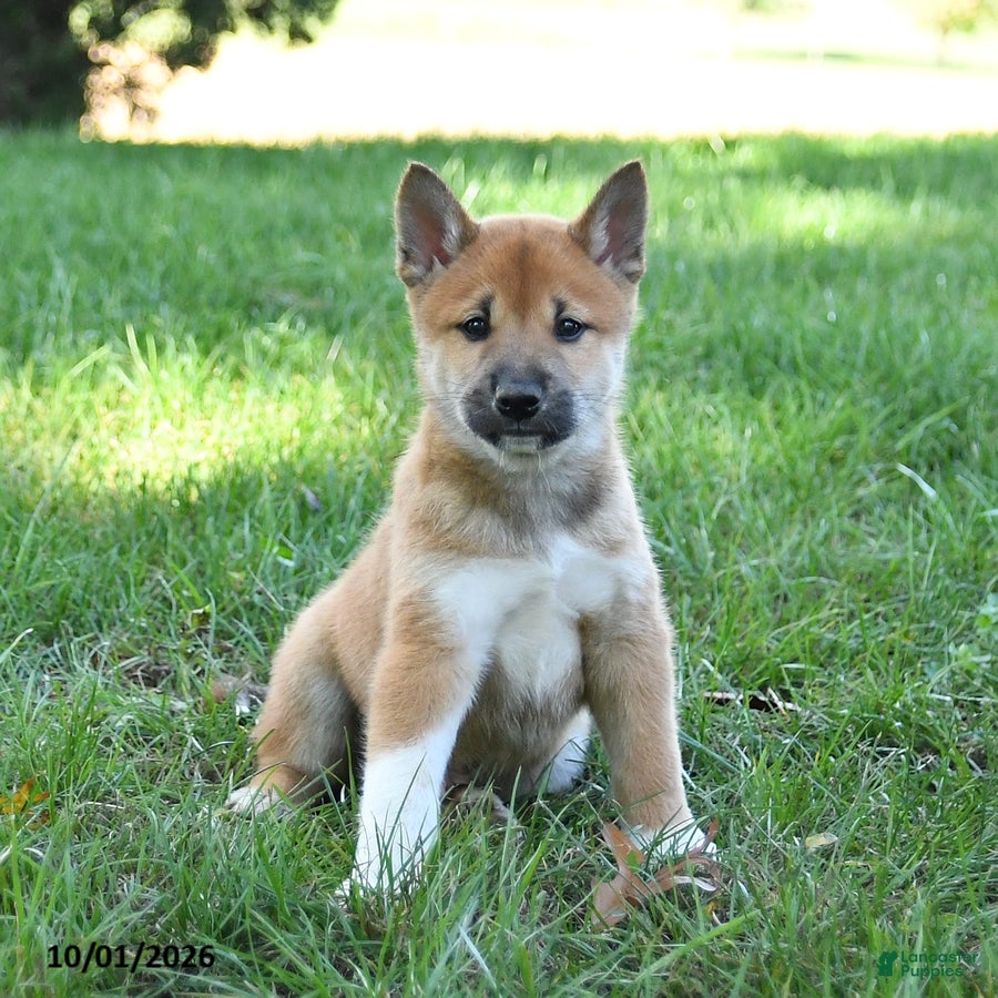 Shiba Inu dogs Grizzly - Ad 2
