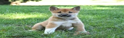 Shiba Inu dogs for sale: Grizzly - Ad 2