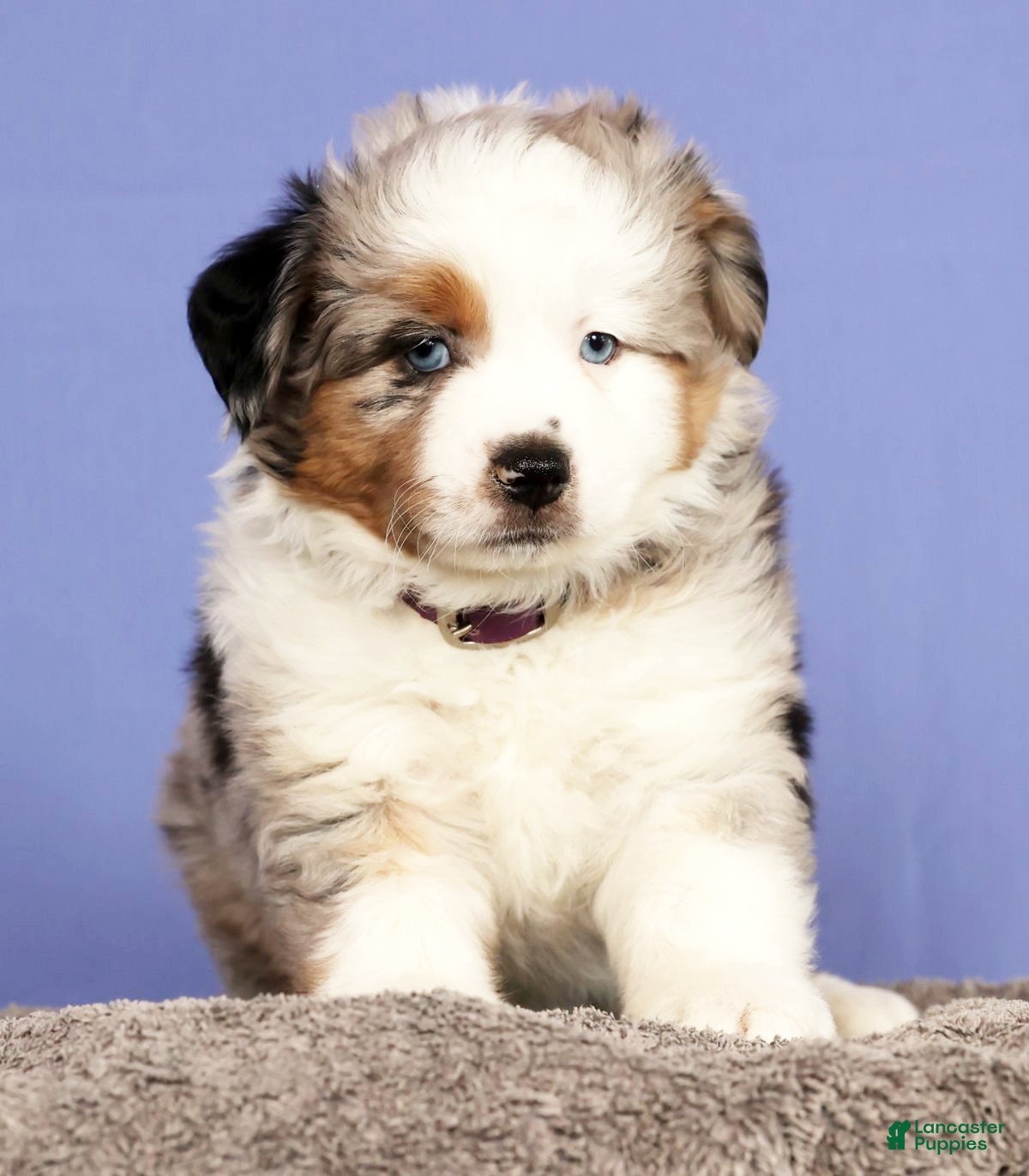 Miniature Australian Shepherd dogs Bethany - Ad 2