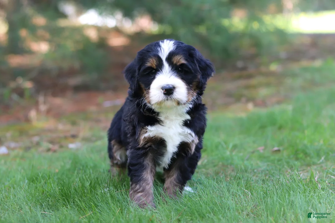 Mini Bernedoodle dogs for sale: Chance - Ad 1