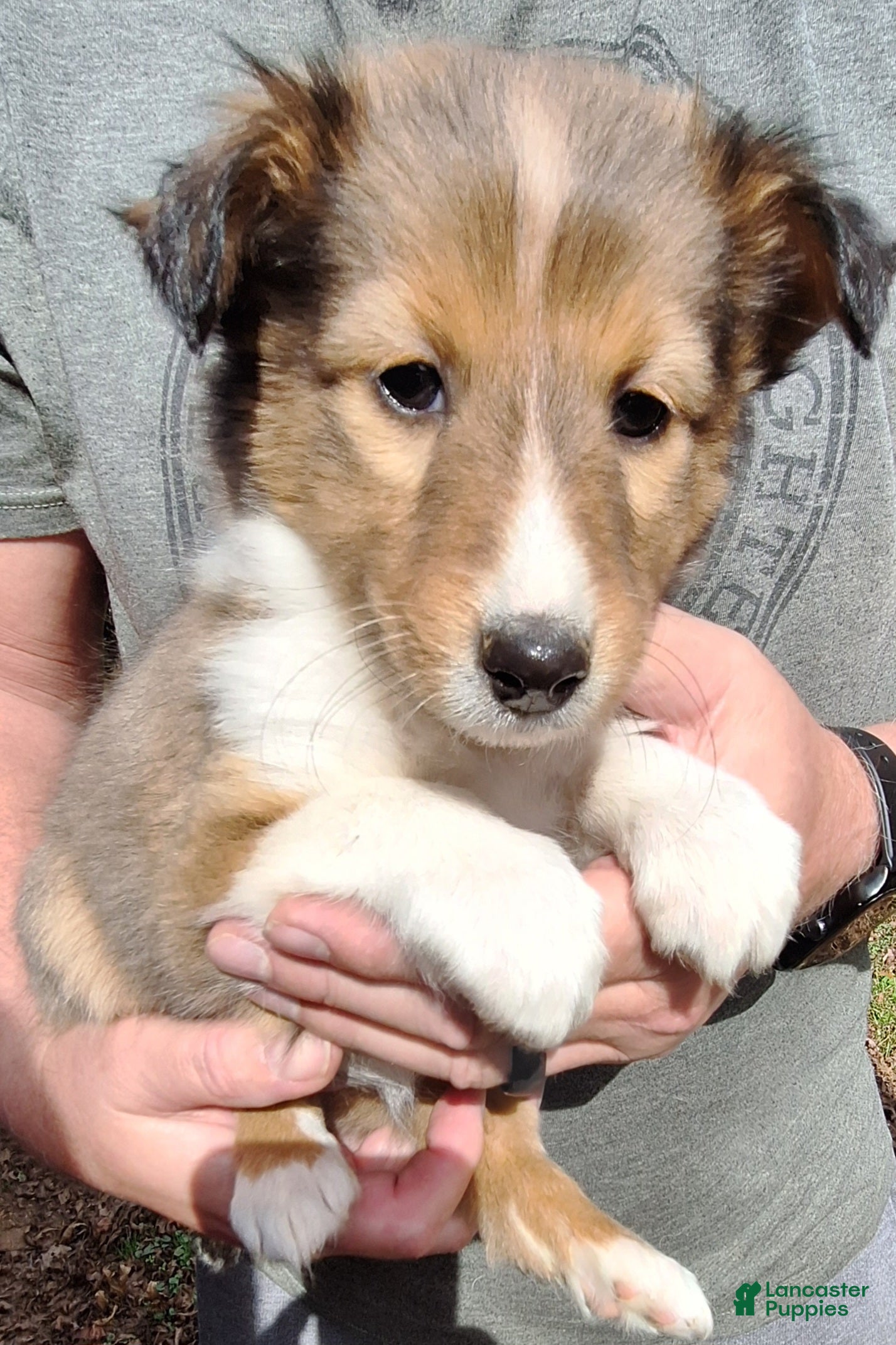 Shetland Sheepdog dogs Shetland Sheepdog Puppy 4 - Ad 6