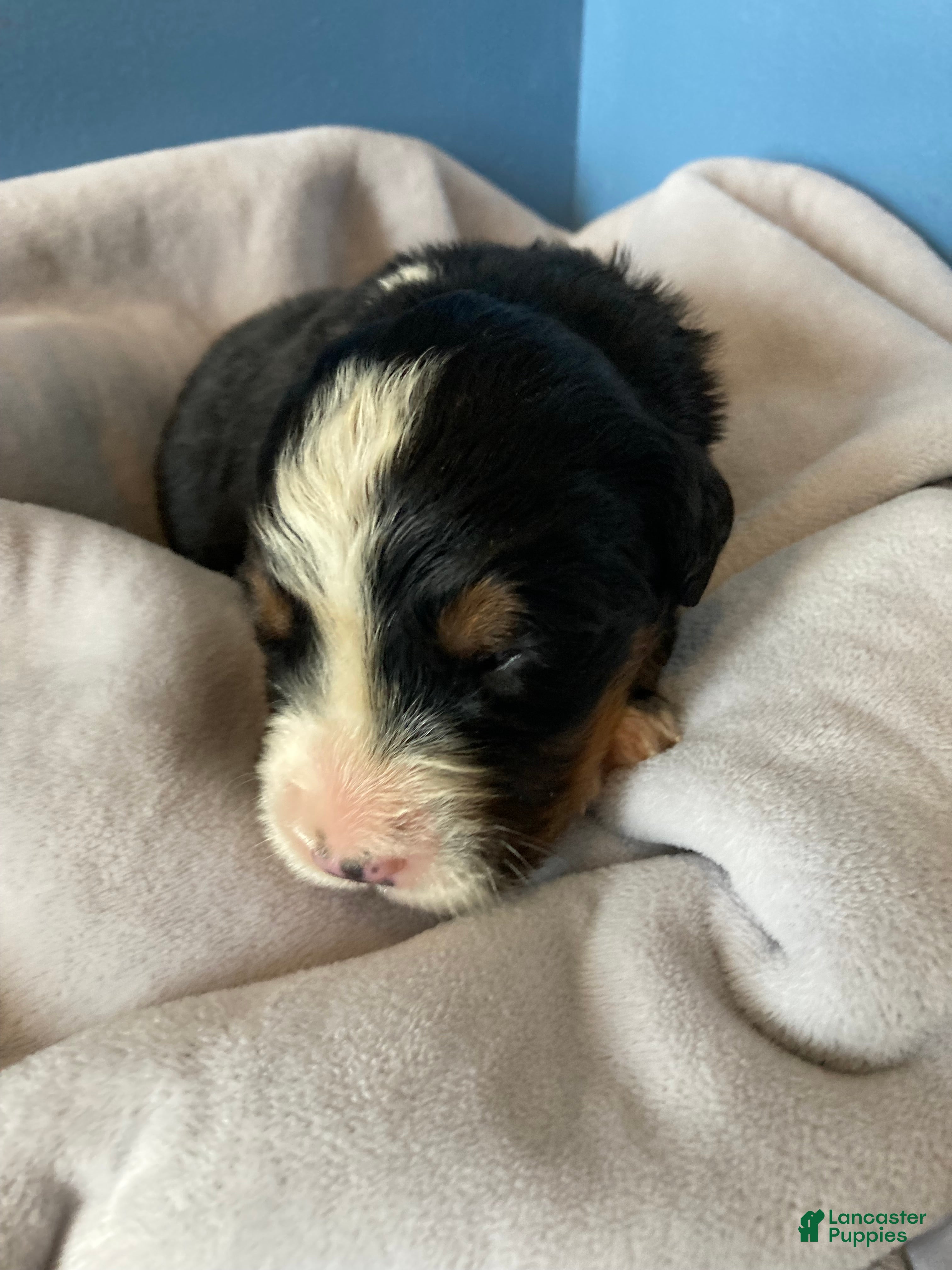 Bernese Mountain Dog dogs Smudge - Ad 2