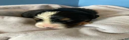 Bernese Mountain Dog dogs for sale: Smudge - Ad 11