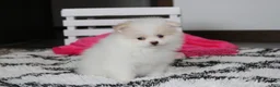 Pomeranian dogs for sale: Roxy - Ad 3