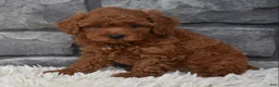 Toy Poodle dogs for sale: Cash  - Ad 6