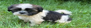 Shih Tzu 6