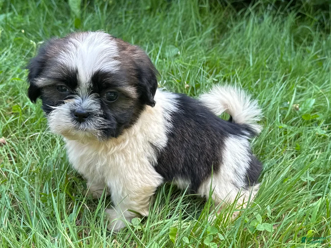 Shih Tzu dogs for sale: Shih Tzu 6 - Ad 1