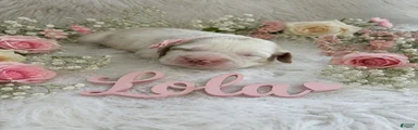 Lola