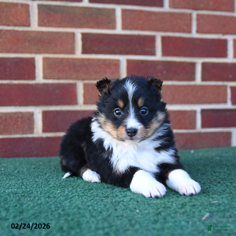 Shetland Sheepdog dogs Ace - Ad 1