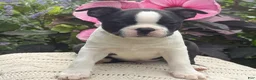 Boston Terrier dogs for sale: Silas - Ad 3