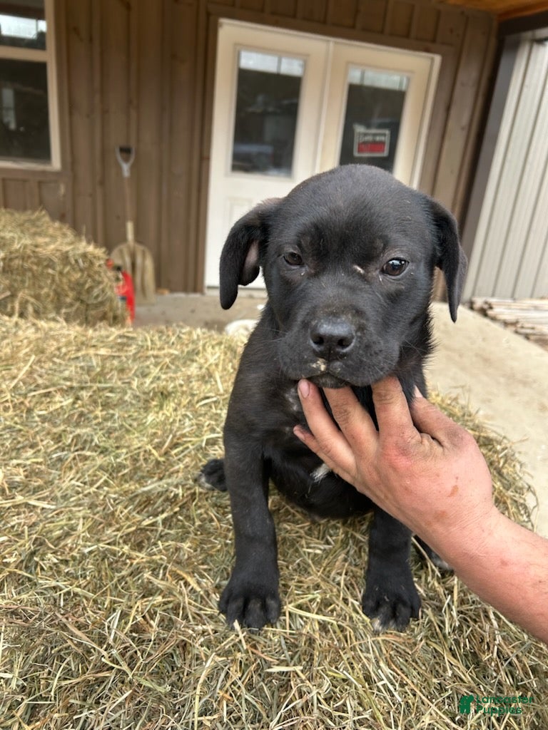 Mixed Breed dogs Winnie - Ad 2