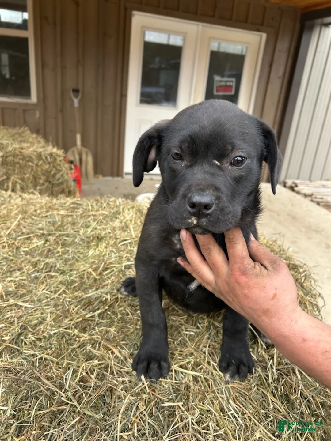 Mixed Breed dogs for sale: Winnie - Ad 2