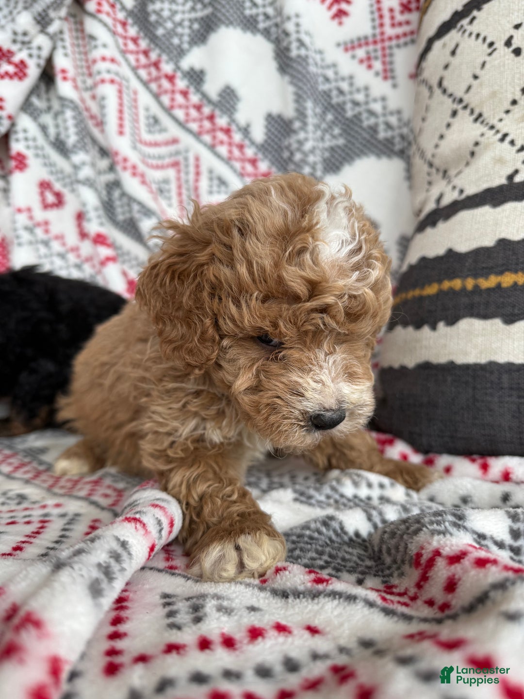 Mini Bernedoodle dogs for sale: Cash  - Ad 2