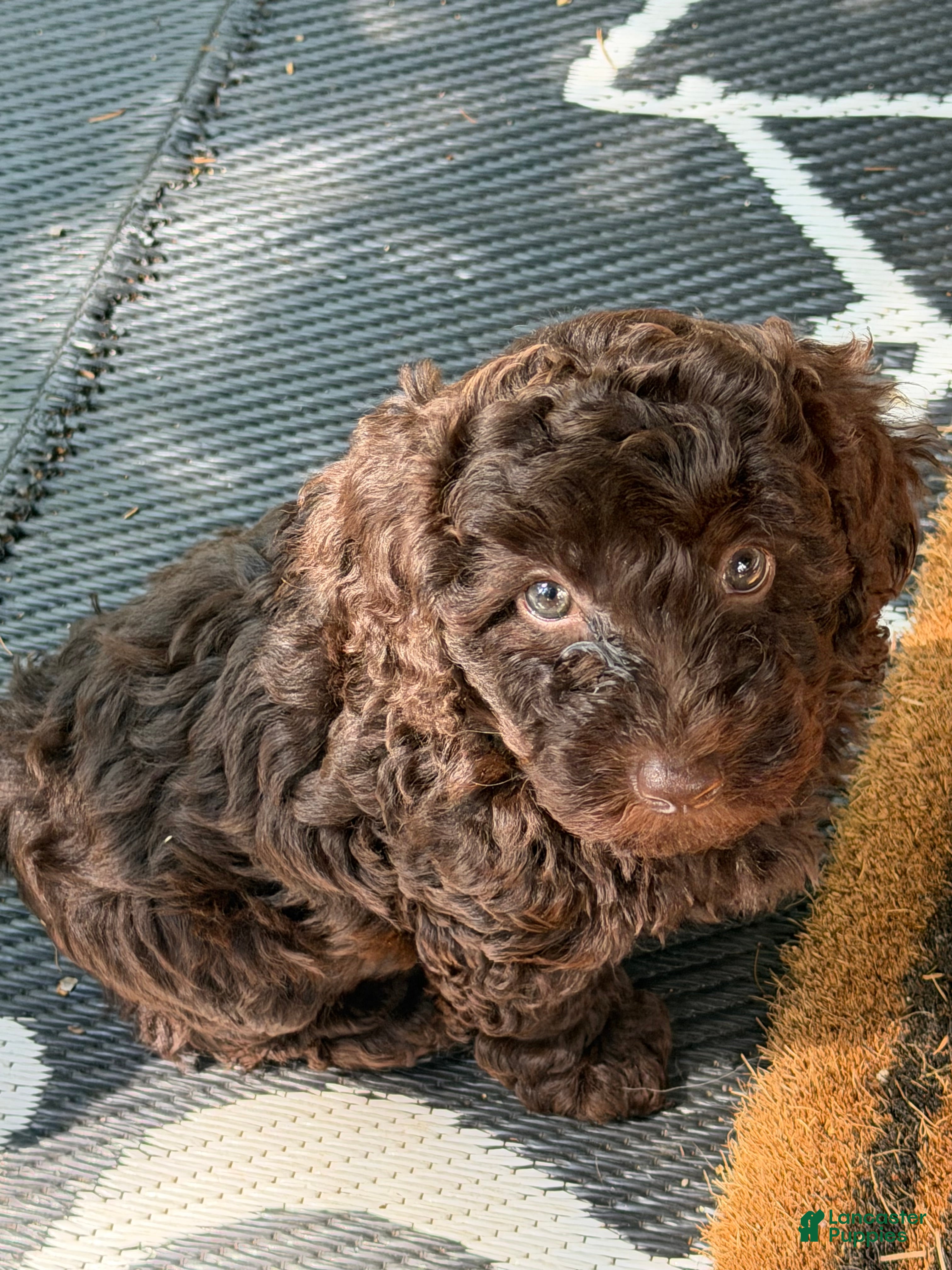 Miniature Poodle dogs Miniature Poodle Puppy 1 - Ad 1