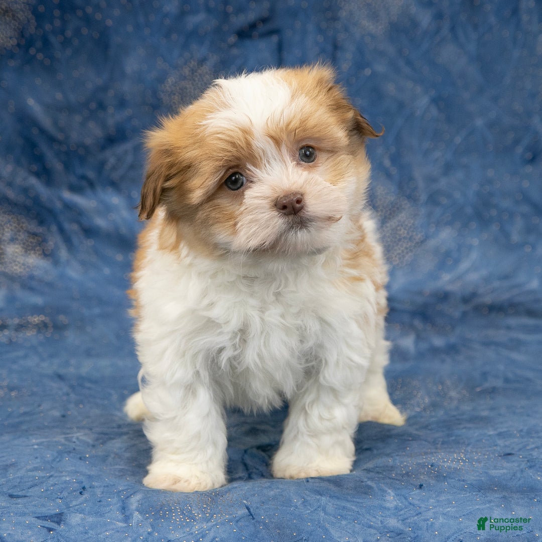 Havapoo dogs for sale: Max - Ad 3