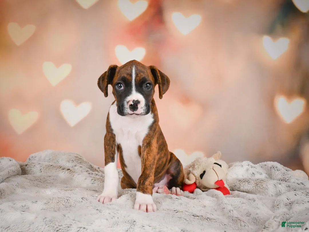 Boxer dogs for sale: Mac - Ad 5