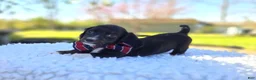 Miniature Dachshund dogs for sale: Mark - Ad 3