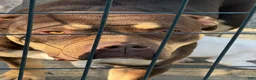 American Bully dogs for sale: American Bully 4 - Ad 5