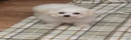 Bichon Frise dogs for sale: Snow  - Ad 7