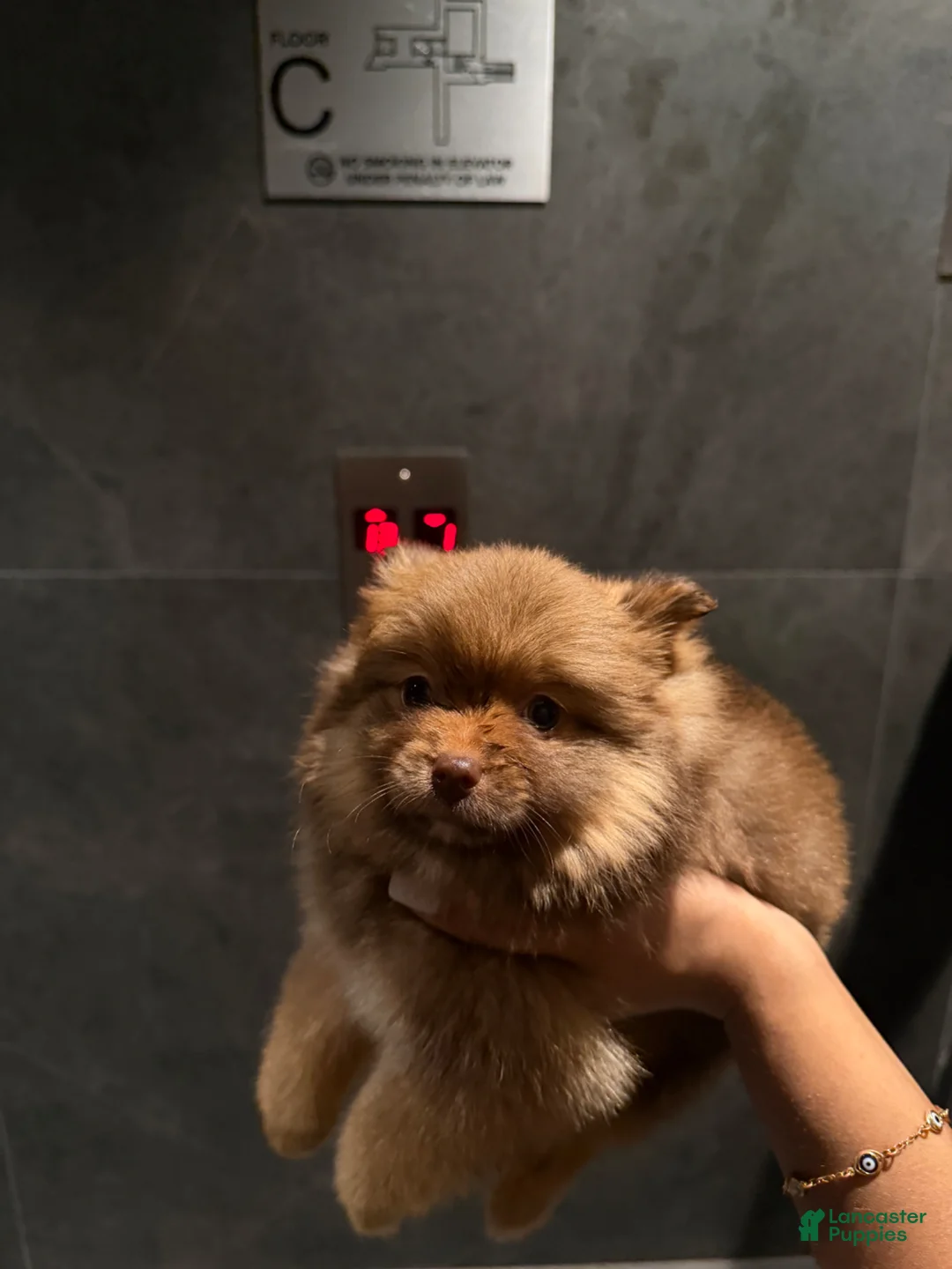 Pomeranian dogs for sale: Paris - Ad 2