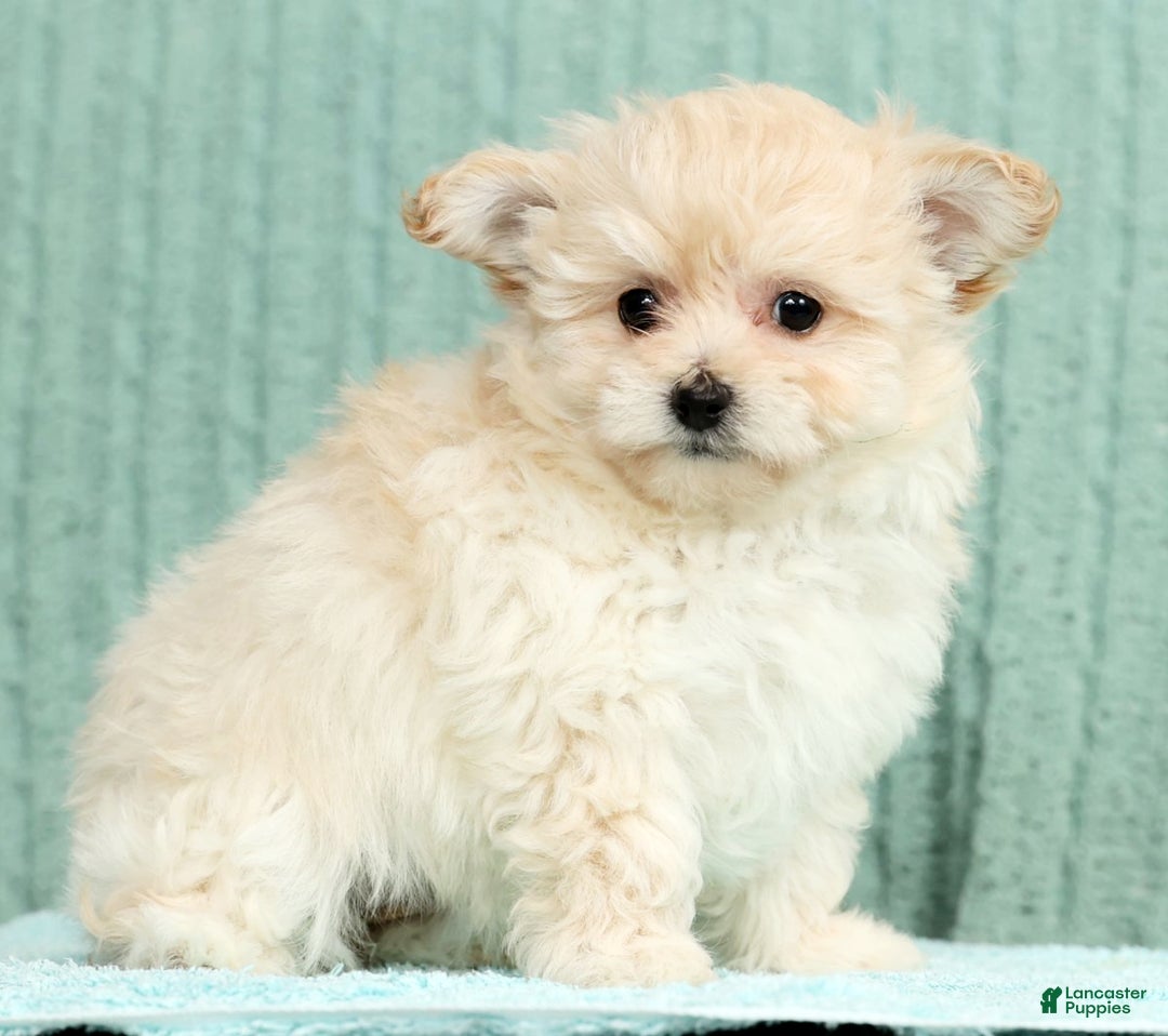 Pomapoo dogs for sale: Tammy - Ad 3