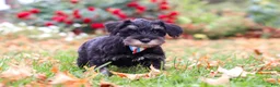 Miniature Schnauzer dogs for sale: Otto - Ad 1