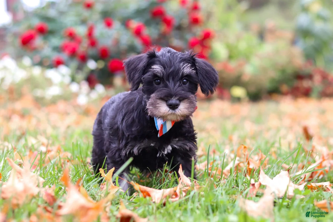 Miniature Schnauzer dogs for sale: Otto - Ad 1