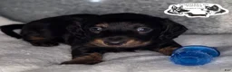 Miniature Dachshund dogs for sale: Marvin - Ad 2