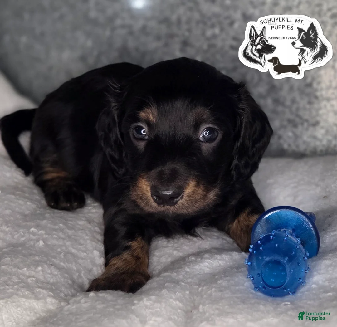 Miniature Dachshund dogs for sale: Marvin - Ad 2