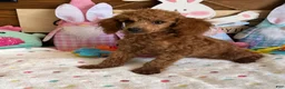 Toy Poodle dogs for sale: Prissy - Ad 3